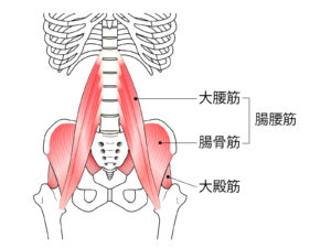 腸腰筋の図