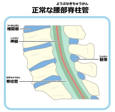 正常な脊柱管の図