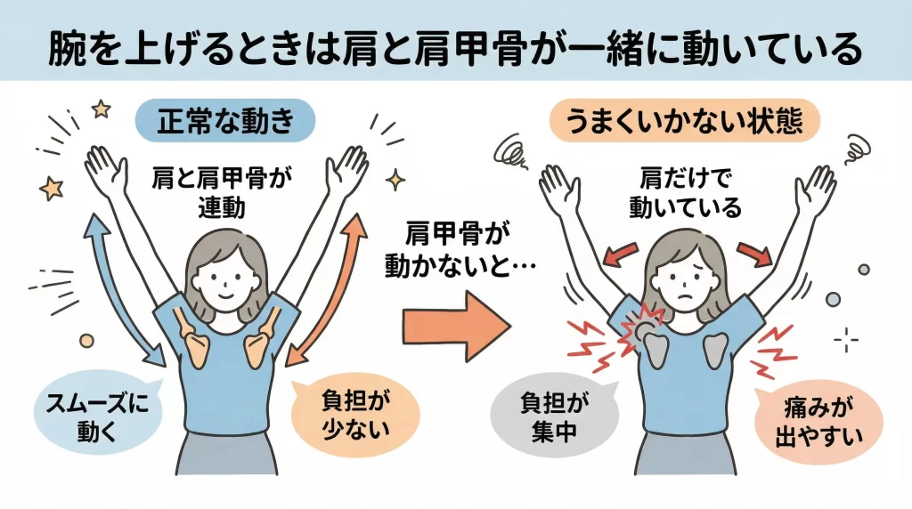 腕を上げるときの肩と肩甲骨の動きの違いを示した図（正常と異常の比較）